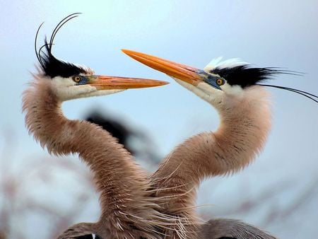 Two blue herons - herons, nature, two, blue, water, seeing, birds