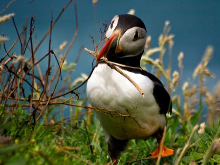 Puffin - island, puffin, bird, skomer