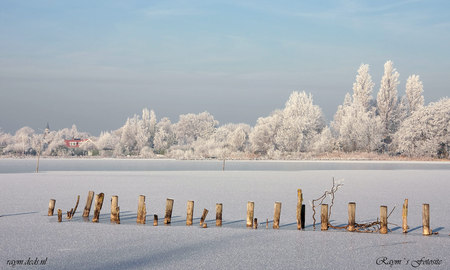 Winterlandscape - nature, three, landscape, peaceful, winter