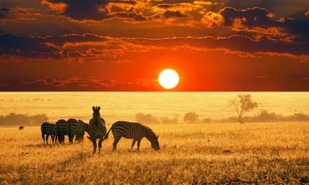 see me - zebra, sunset, grass, sun