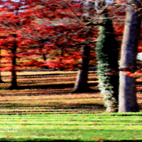 Fall Trees