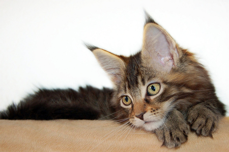 cute cat - sitting, cat, greeneyes, cute, little, grey tiger