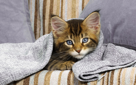 me and my blanket - blanket, nice, little, sitting, tiger, cat, blueyes