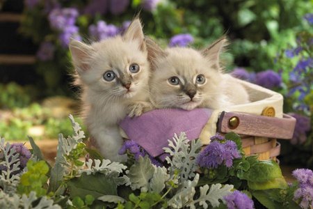 Sweet kitten in garden - animal, kitten, garden, couple, flower, sweet, cat