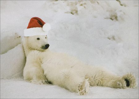 Christmas bear - hat, snow, bear, winter, polar, christmas