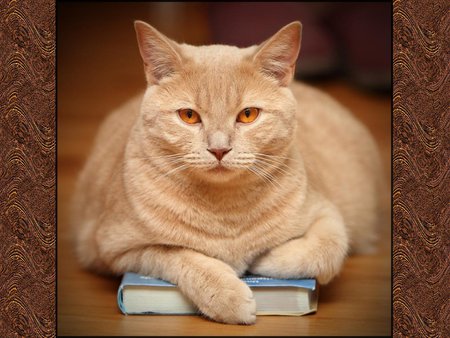 Cat on book - read, study, animal, kitten, book, sweet, cat