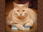 Cat on book