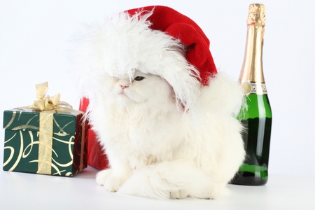 Christmas Cat - pretty, magic, gifts, holiday, xmas, face, merry christmas, white cat, bottle, christmas cat, beauty, colors, white, new year, cute, gift, animals, cat face, eyes, paws, wine, kitten, red, magic christmas, cats, hat, happy new year, beautiful, photography, lovely, sweet, cat, christmas, colorful, champagne, adorable, kitty