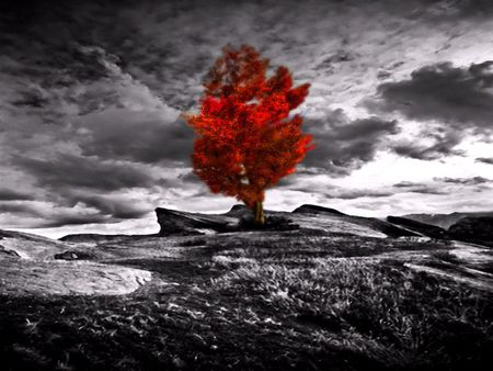 Red tree - ground, clouds, lonely, red, alone, tree