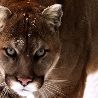 Mountain Lion