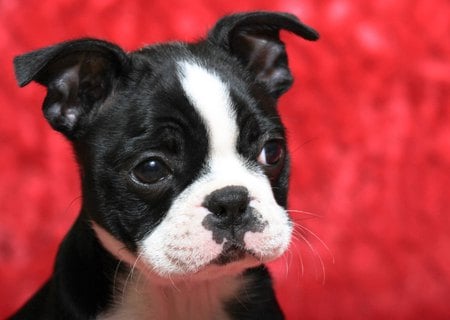 Boston Terrier Puppy - cute, dog, cachorro, puppy, animals