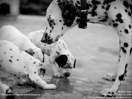 Check-up - cachorro, puppy, animals, dog, cute