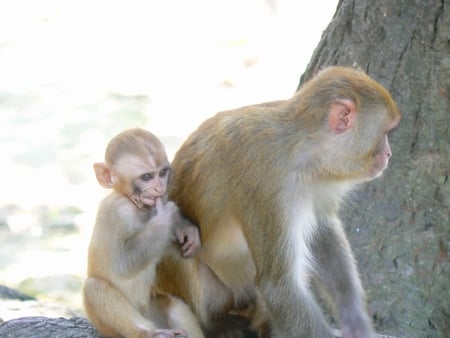 Katmandu Monkey And Baby - primate, katmandu, mother and child, monkey