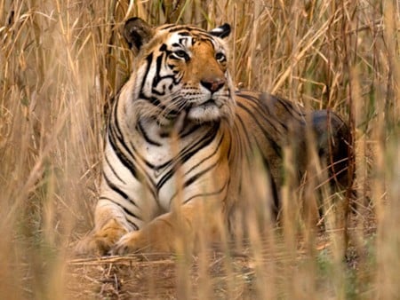 Tiger in Grass - in grass, picture, tiger, beautiful