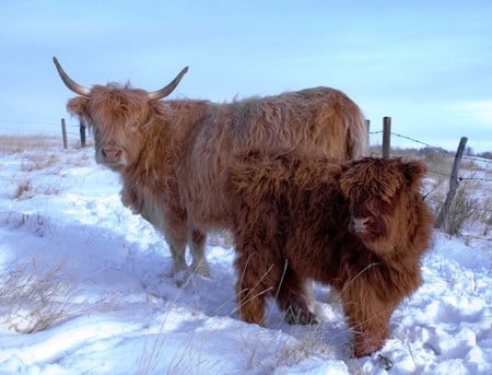 Scotland-Highland-Cattle - picture, cattle, cool, highland, scotland