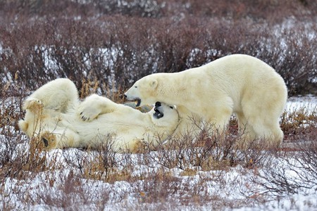 White Bears - white, picture, bears, cool