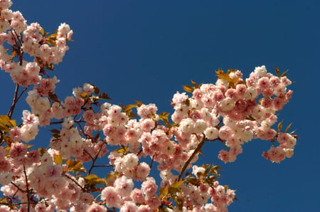 Towering Roses - roses, pink, shrub, climber