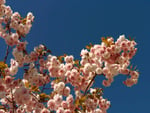 Towering Roses