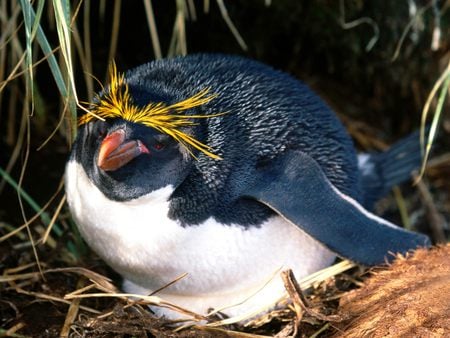 Penguin - beauty, animal, nature, penguin