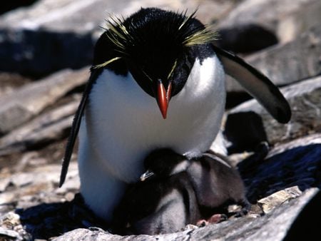 Penguins - beauty, animal, penguins, nature