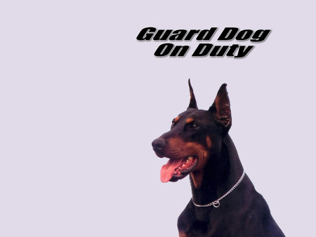 Guard Dog - cute, dog, cachorro, puppy, animals