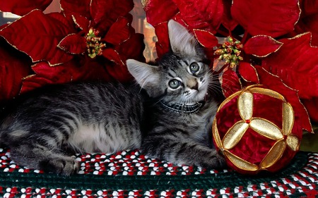 it's Christmas? - cat, red flowers, beautiful, seet, christmas flowers, christmas, big eyes, curious