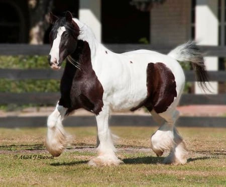 Gypsy Vanner - horse, animals, cavalo, stallion, mare, foal