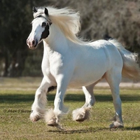 White Vanner