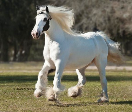 White Vanner - horse, animals, cavalo, stallion, mare, foal