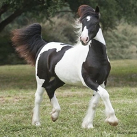 Elegant Horse