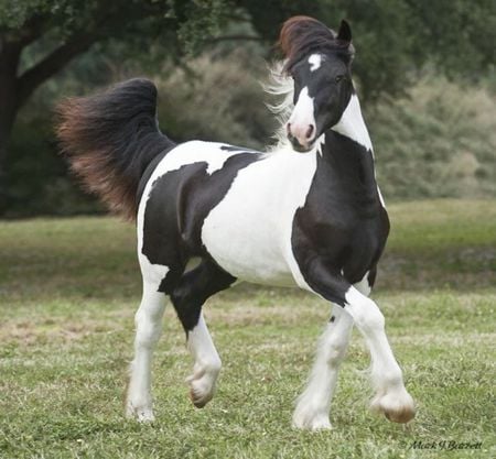 Elegant Horse - horse, animals, cavalo, stallion, mare, foal