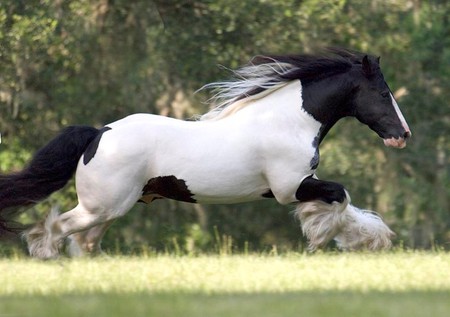 Gypsy Running - horse, animals, cavalo, stallion, mare, foal