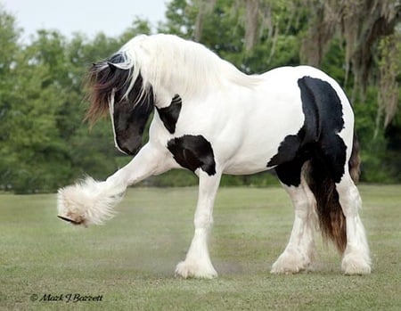 Greeting - foal, mare, cavalo, stallion, horse, animals