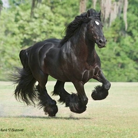 Black Horse