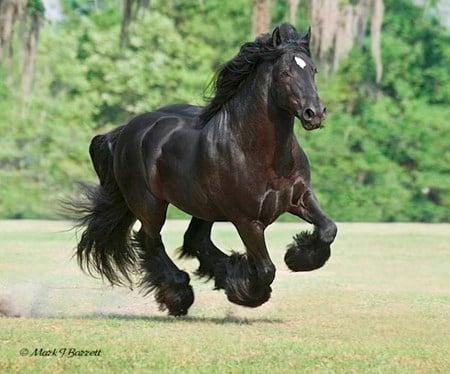 Black Horse - foal, mare, cavalo, stallion, horse, animals