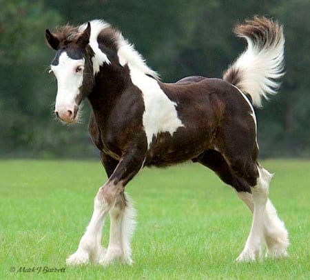 Cute Vanner - horse, animals, cavalo, stallion, mare, foal