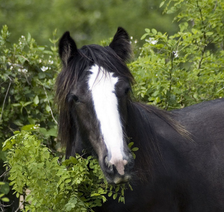 Stallion - horse, animals, cavalo, stallion, mare, foal