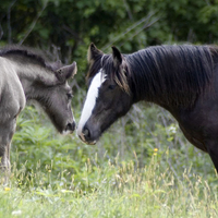 Foal and Daddy