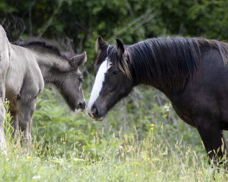 Foal and Daddy - horse, animals, cavalo, stallion, mare, foal