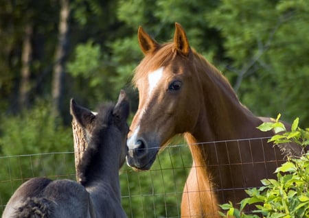 Who are you ? - foal, mare, cavalo, stallion, horse, animals