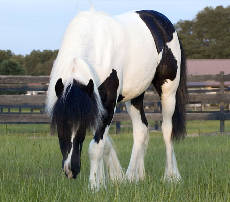 Gypsy Vanner - horse, animals, cavalo, stallion, mare, foal