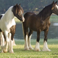 Two Horses