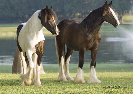 Two Horses - foal, mare, cavalo, stallion, horse, animals