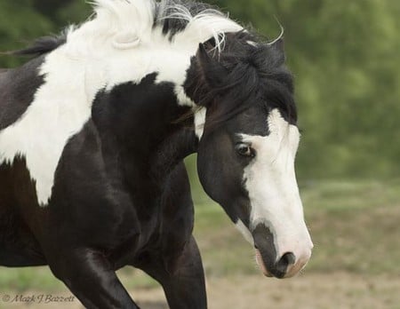 Horse face - horse, animals, cavalo, stallion, mare, foal