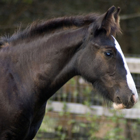 Foal