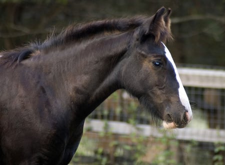 Foal - foal, mare, cavalo, stallion, horse, animals