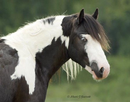 HORSE - horse, animals, cavalo, stallion, mare, foal