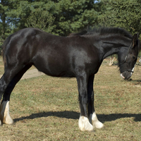 Black Foal