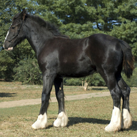 Black Foal 2