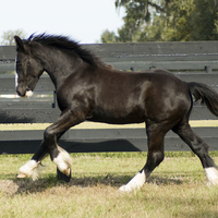 Black Foal